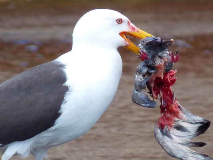 Голубь клюет