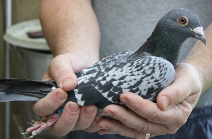 Агасиевские голуби