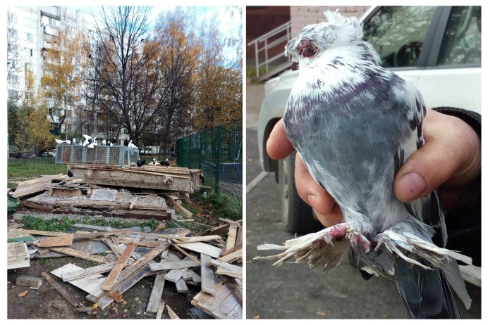 Стая Сизых голубей