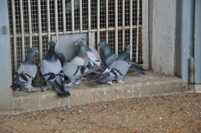 Голуби в культуре