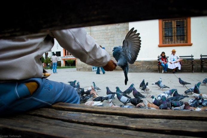 Стая голубей