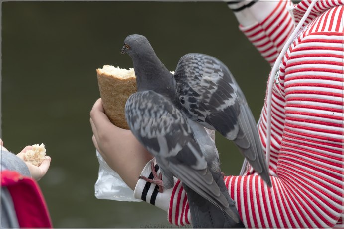 Довольный голубь