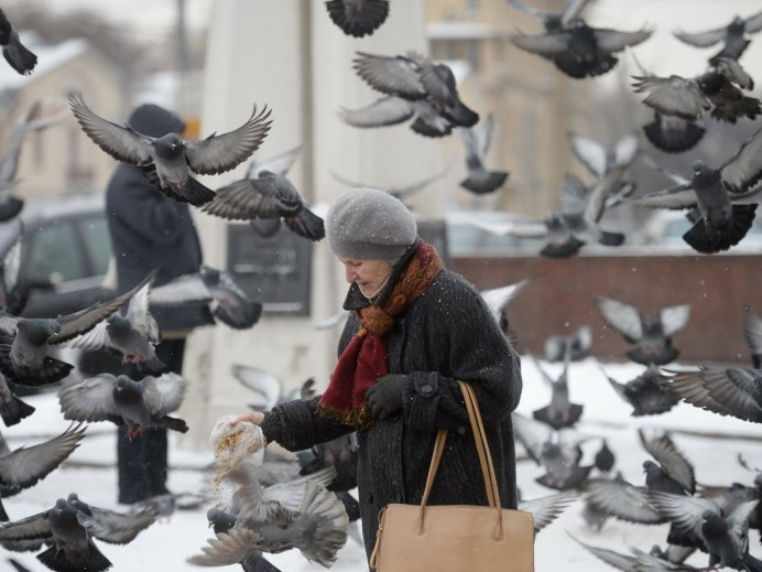 Голуби клюют семечки