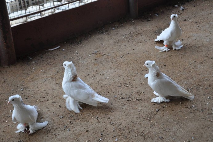 Голубь наркокурьер