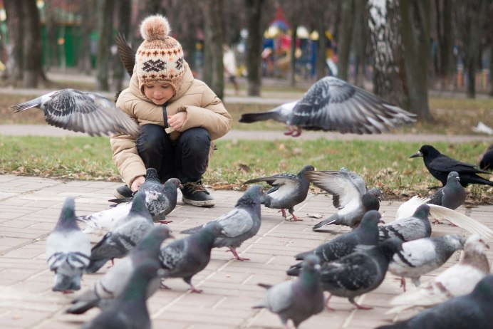 Пакистанский голубь шпион