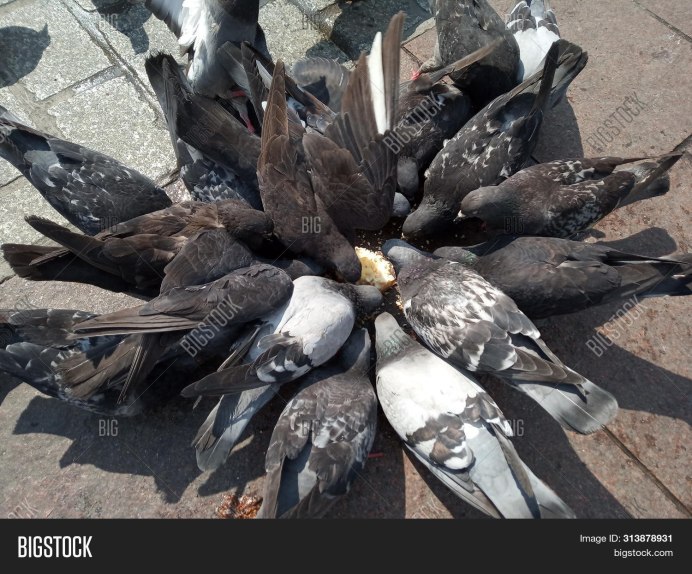 Голодные голуби