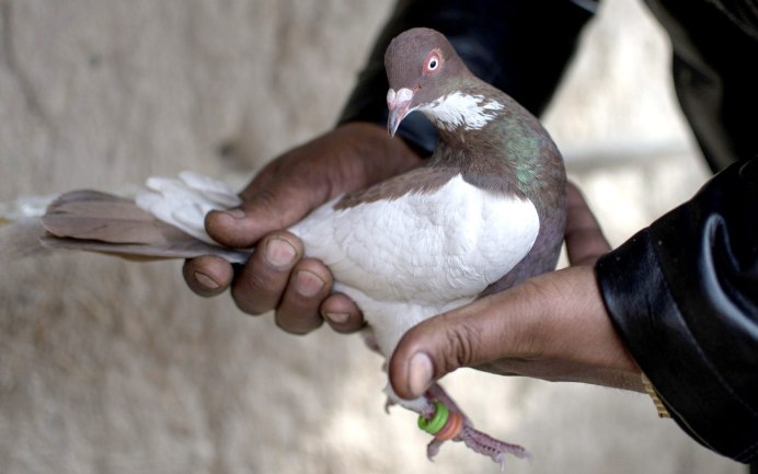 Стая голубей