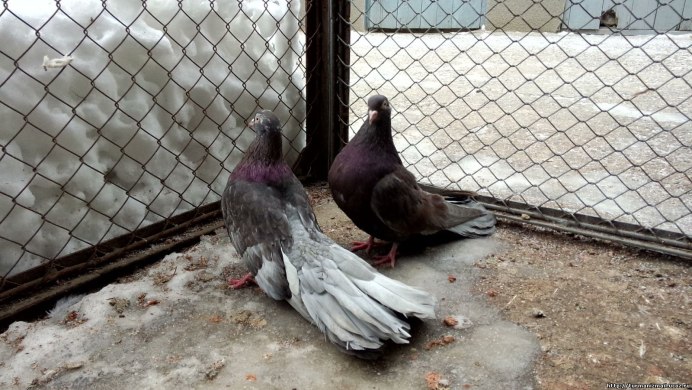 Стайка голубей