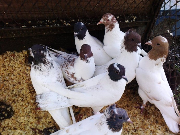 Агасиевские голуби