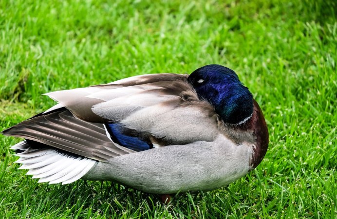 Сова спит