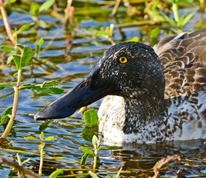 Anas clypeata