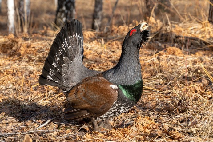 Токующий Глухарь