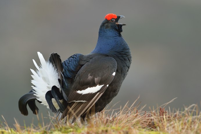 Глухарь (Tetrao urogallus)