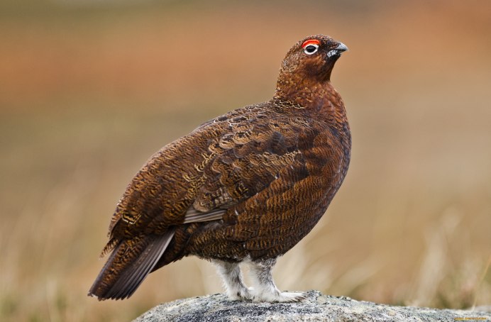 Тетерев косарь