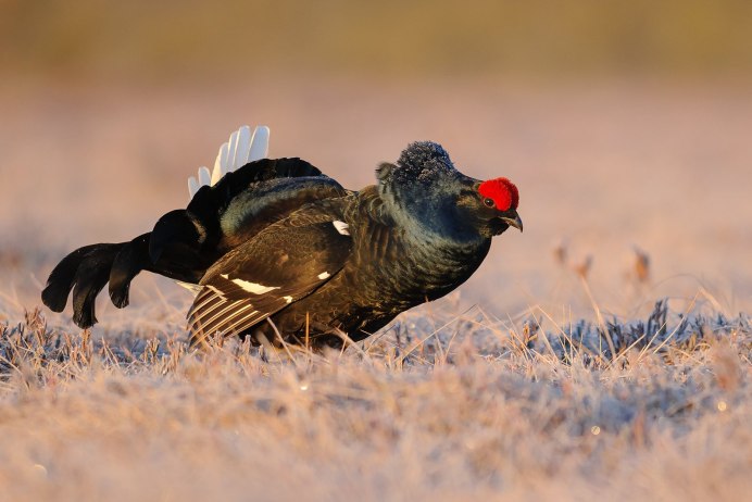 Каменный Глухарь (Tetrao parvirostris)