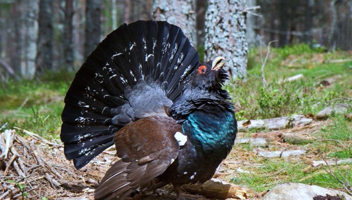 Обыкновенный Глухарь