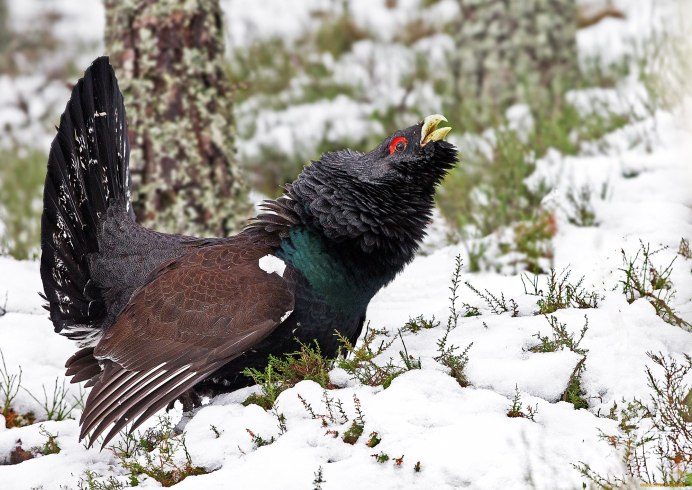 Обыкновенный Глухарь