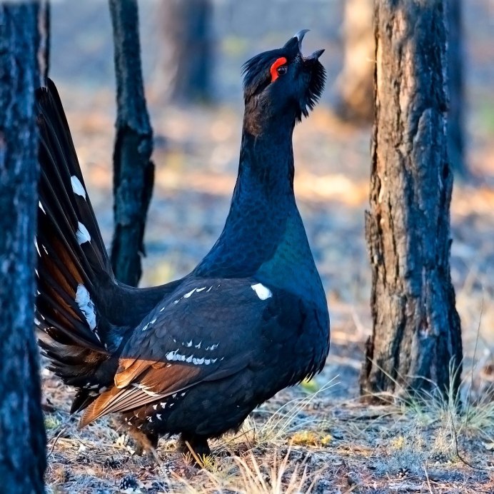 Глухарь (Tetrao urogallus)