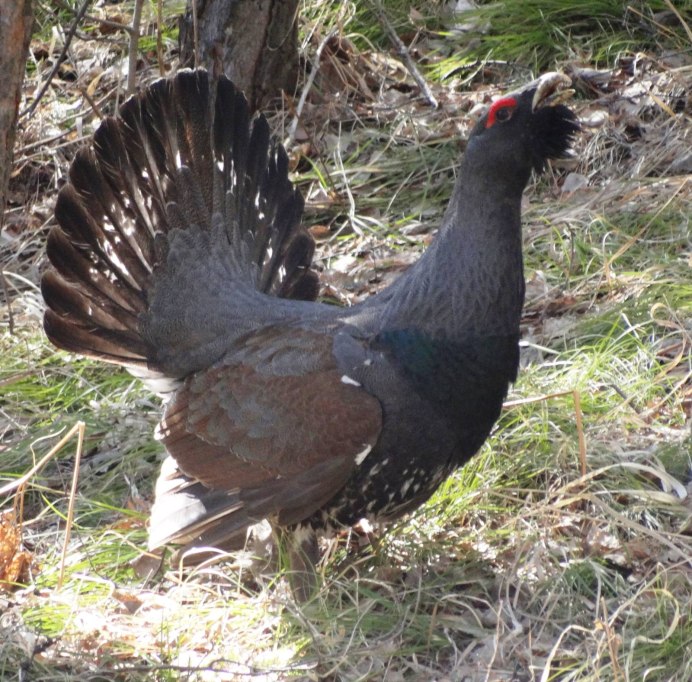 Глухарь птица самка