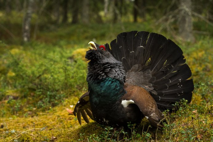 Чернобрюхий Глухарь Tetrao urogallus Major