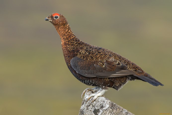 Тетерев Глухарь Косач