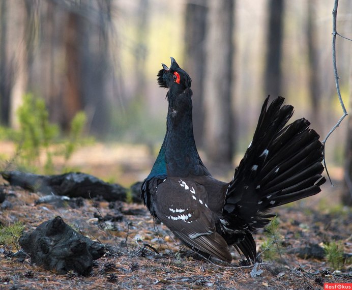 Тетерев Сибирский
