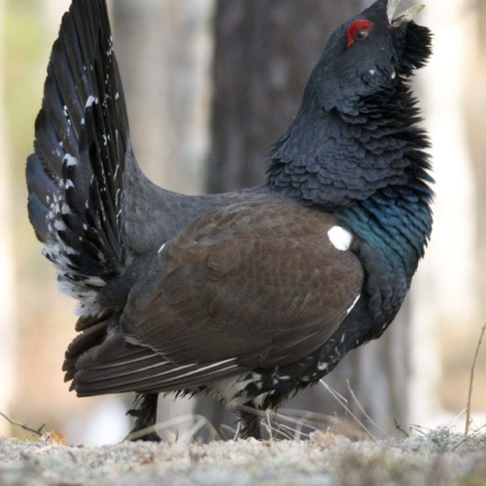 Глухарь (Tetrao urogallus)