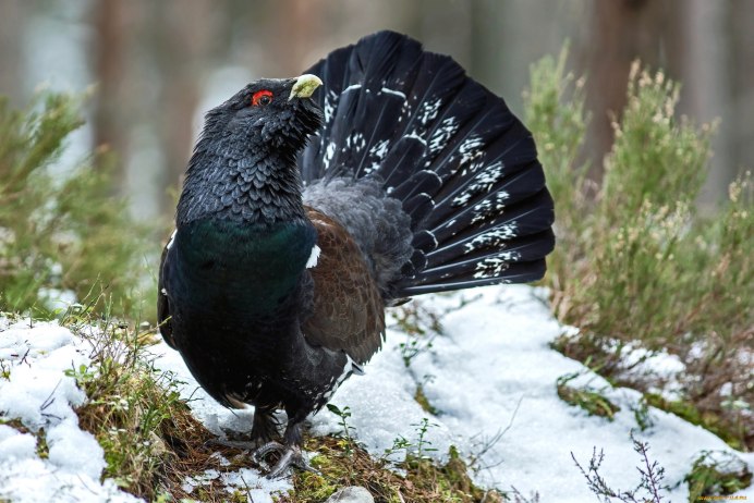 Глухарь - Capercaillie