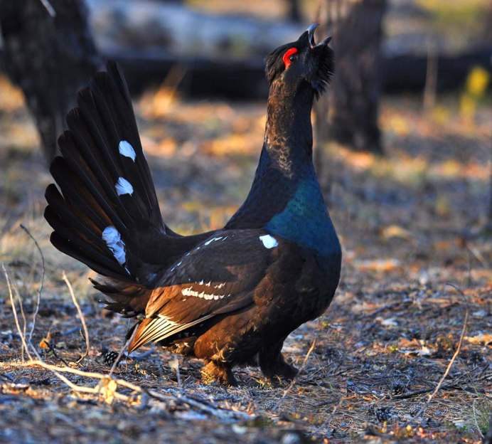 Глухарь тетерев рябчик