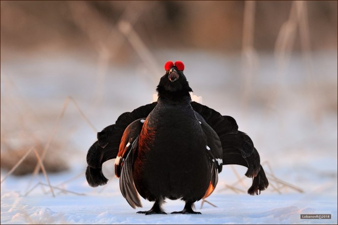 Глухарь - Capercaillie