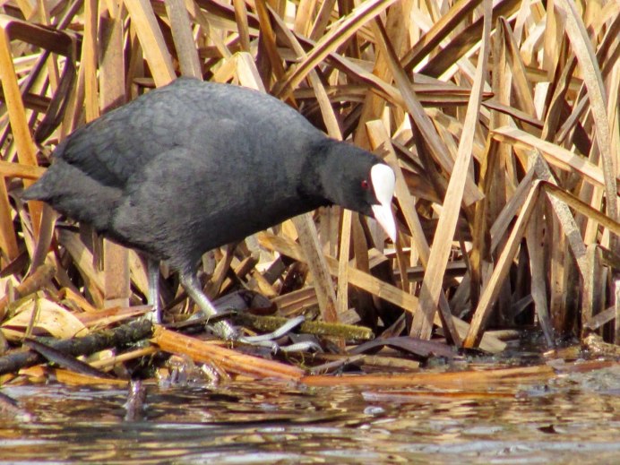 Лысуха (Fulica atra)