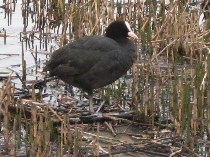 Болотная курица лысуха