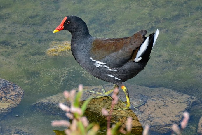 Камышница Gallinula chloropus