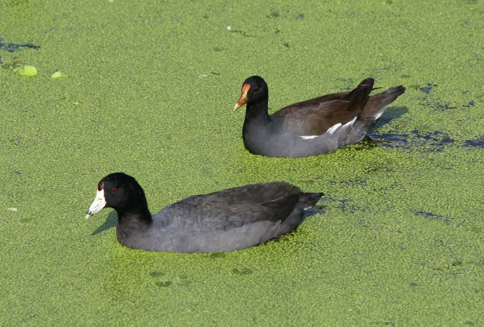 Лысуха пастушковые птицы
