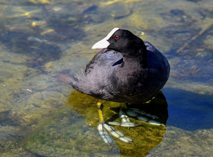 Болотная Курочка камышница