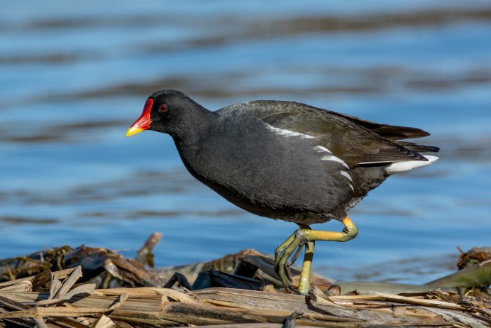 Водяная Курочка камышница