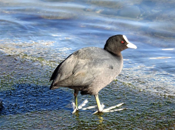 Камышница, Камышовая Курочка