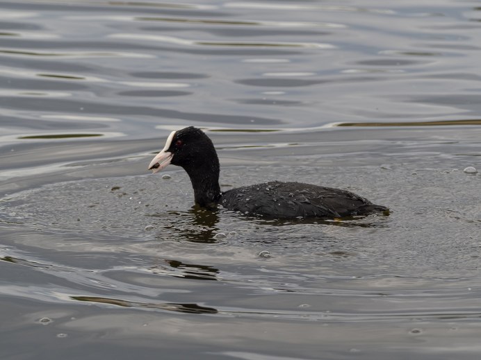 Лысуха самка