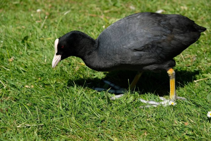 Камышница лысуха птица