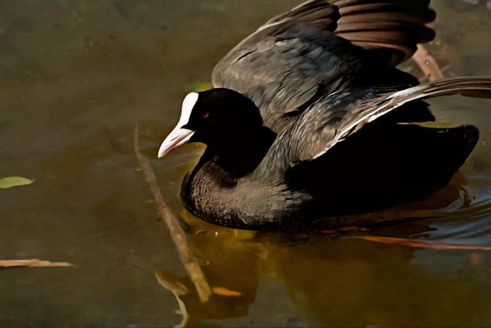 Болотная курица лысуха в полете