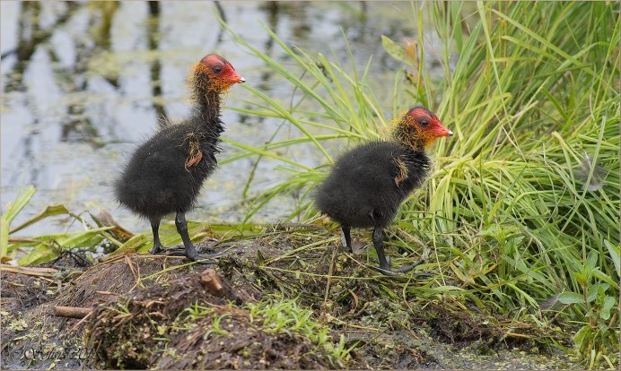 Черная гагара лысуха