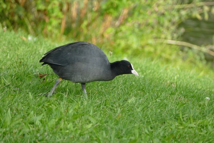 Водяная Курочка лысуха