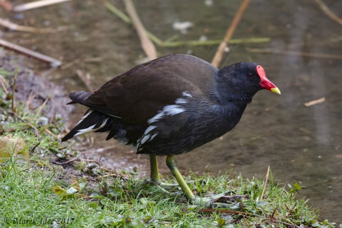 Камышница Gallinula chloropus