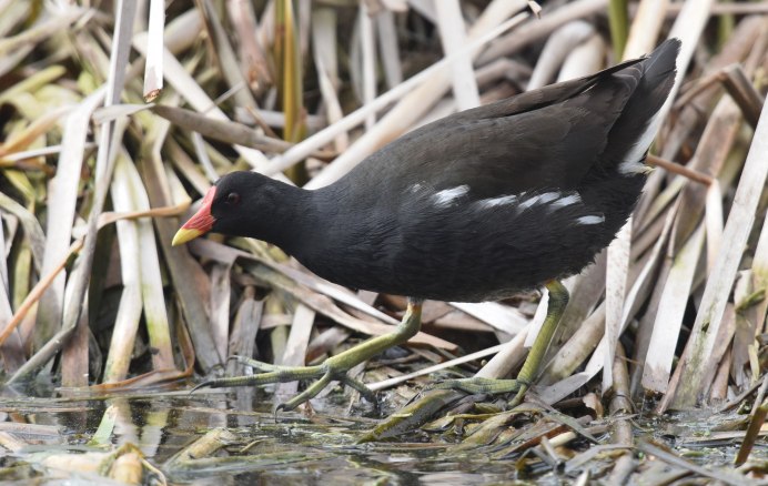 Водоплавающий цыпленок