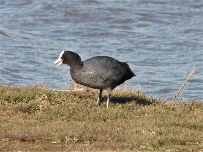 Болотная курица камышница