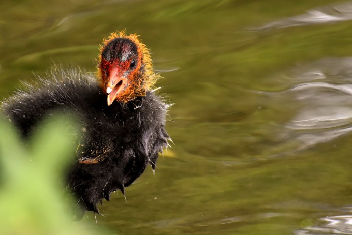 Камышница птица пастушковые