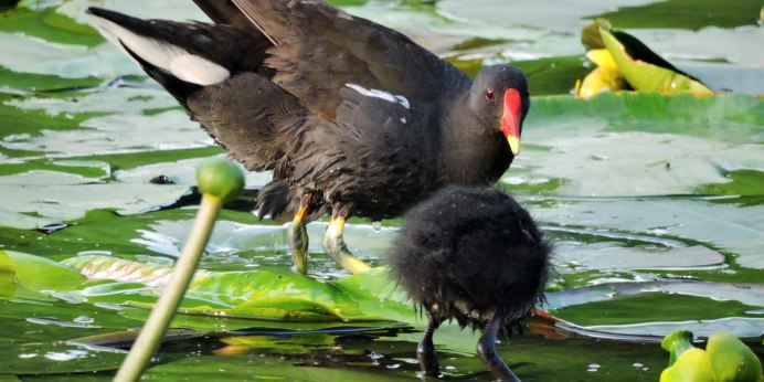 Камышница плавает