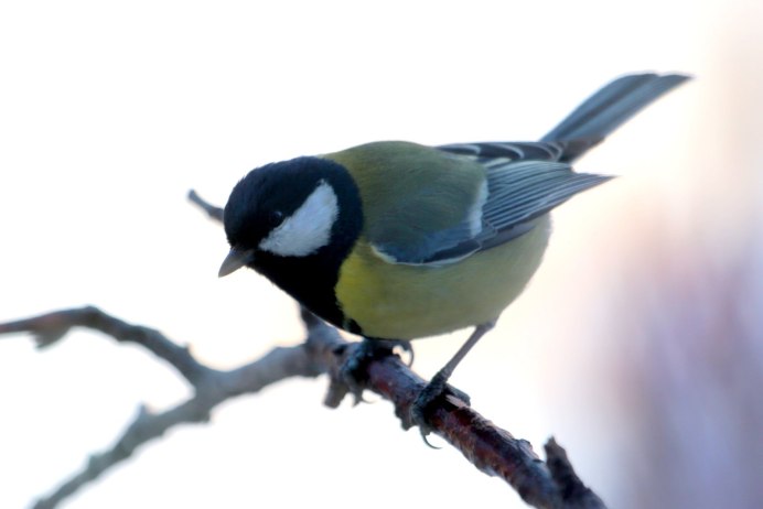 5. Синица большая (Parus Major)