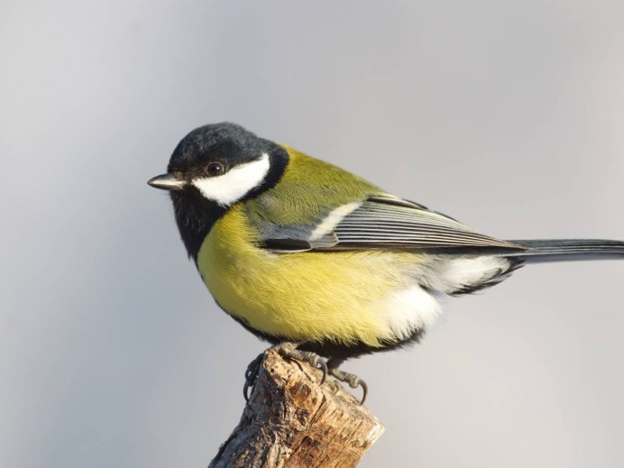 Синица Parus Major
