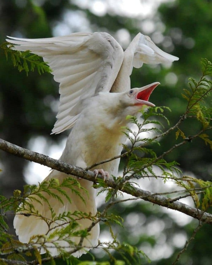 Albino Raven